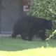Illustration for article titled Old-Ass, Fat-Ass Bear Roams Around Canadian Neighborhood